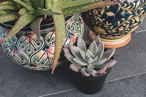 Miniatura 8 de Plants for Pets - Paquete de 4 plantas fantasmas de Graptopetalum vivas, plantas de interior vivas, plantas de interior vivas, plantas de interior