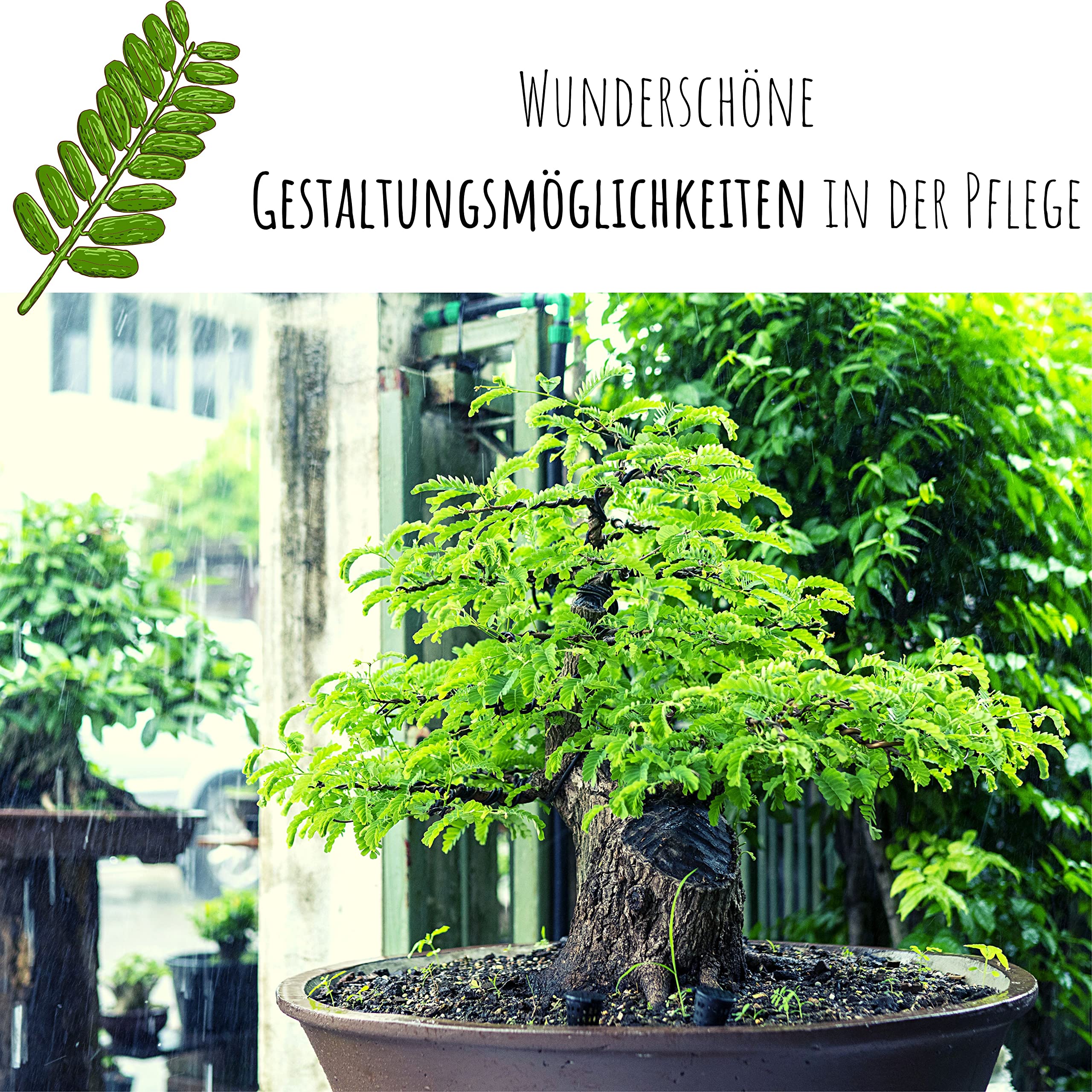 Exotische Bonsai Samen mit hoher Keimrate - Pflanzen Samen Set fr deinen  eigenen Bonsai Baum (1x Tamarinde) : Amazon.de: Garten