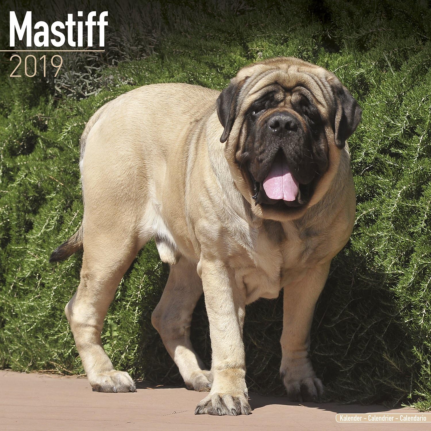 Mastiff Calendar - Dog Breed Calendars - 2018 - 2019 Wall Calendars - 16 Month by Avonside
