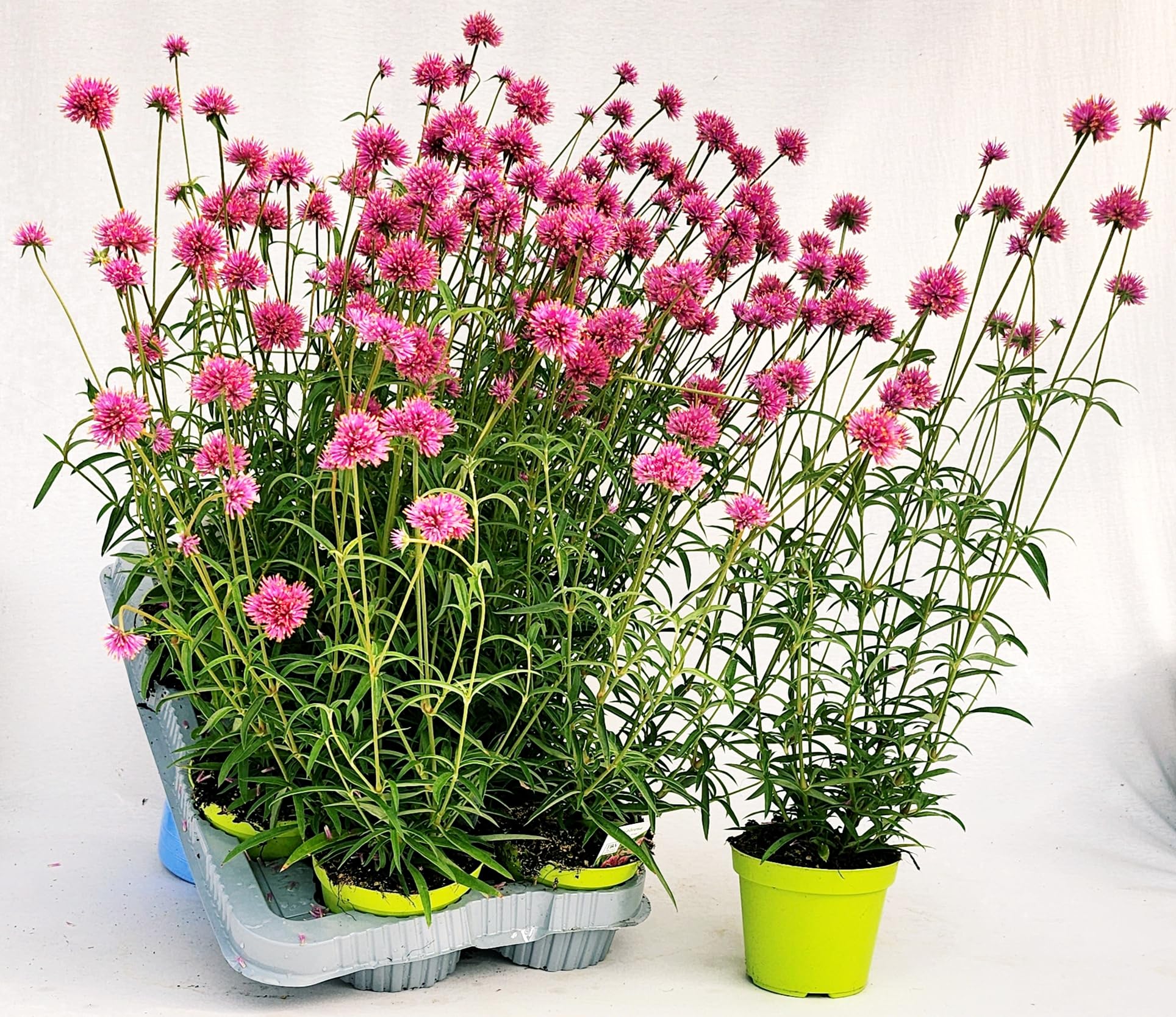 POWERS TO FLOWERS - CELOSIA GOMPHRENA PULCHELLA TRUFFULA PINK, 6 PIANTE, VASO 12CM DIAMETRO, piante vere