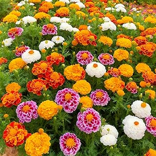 1000+ Marigold Seeds for Planting, Mixed Color Marigold Seeds Heirloom G...