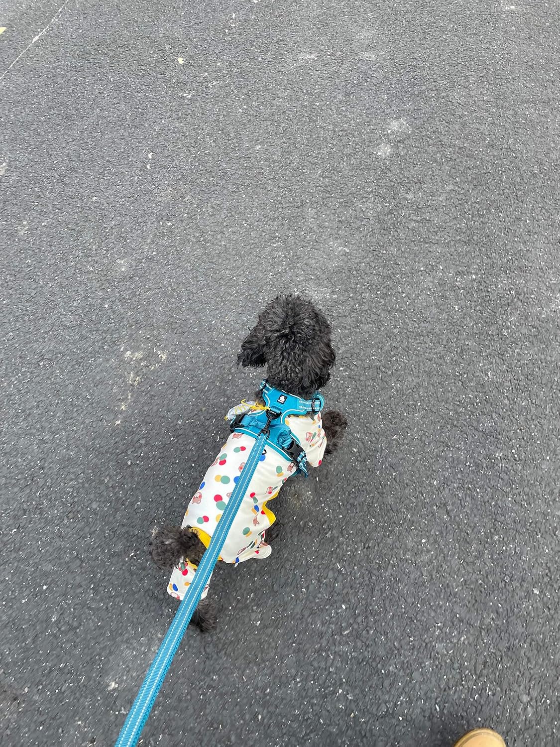 TRUE LOVE Reflective Padded Nylon Dog Walking Leash, Blue, L, 200cm image 4