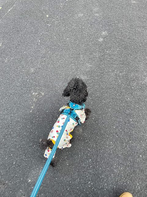 Foto 4 de 7 de Correa de paseo para perro, de Truelove. Correa para mascota TLL2111, acolchada y reflectante de 200 cm