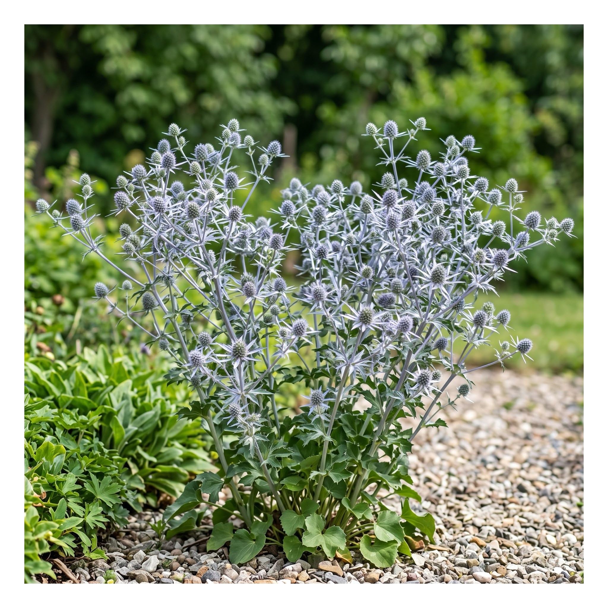 Stauden Gänge 10 x Eryngium planum Flachblatt-Mannstreu Edeldistel