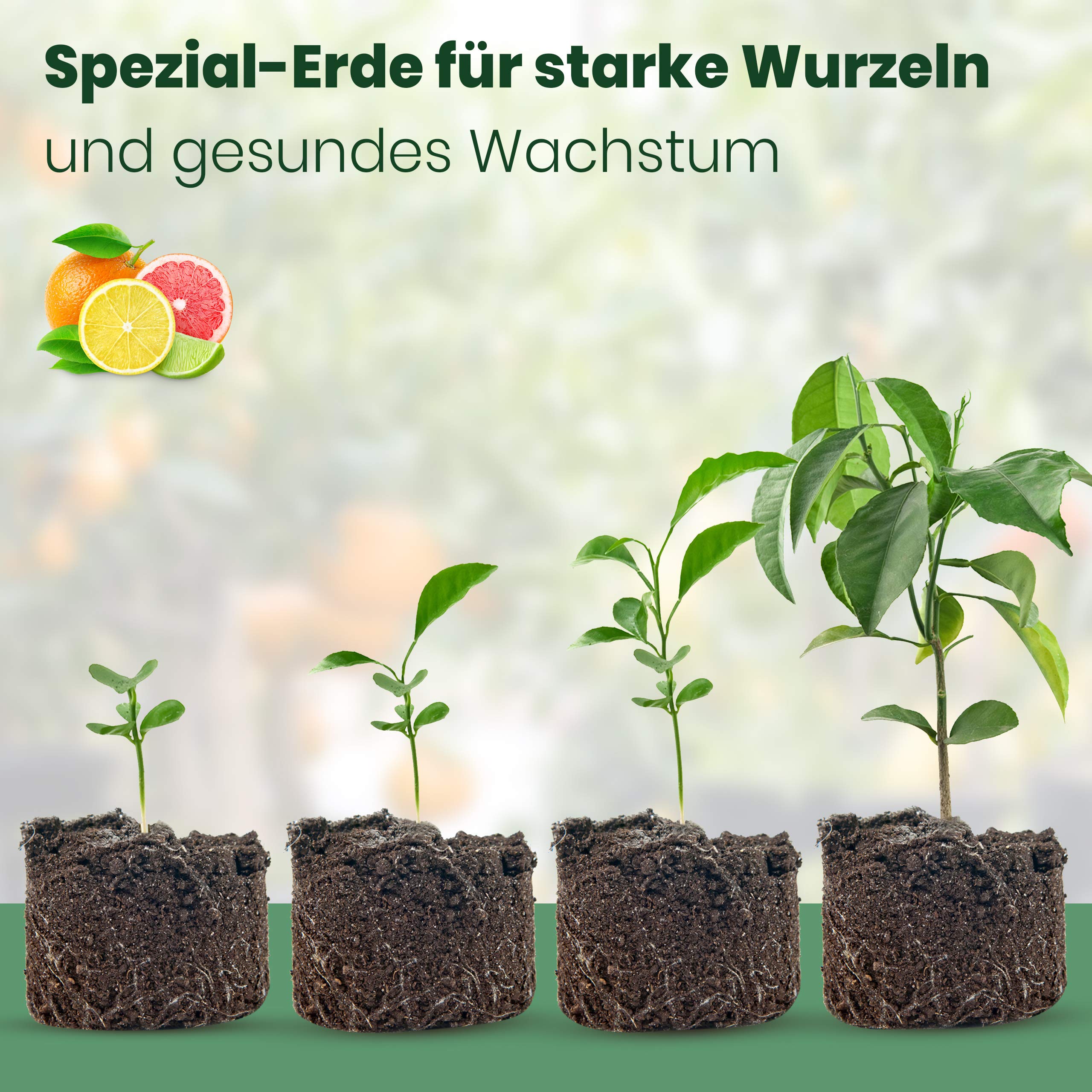 Meine Orangerie Zitruserde und mediterrane Pflanzenerde 20 L -  Spezial-Zitronenerde mit Zitrusdnger - Pflanzerde fr anspruchsvolle  mediterrane ...