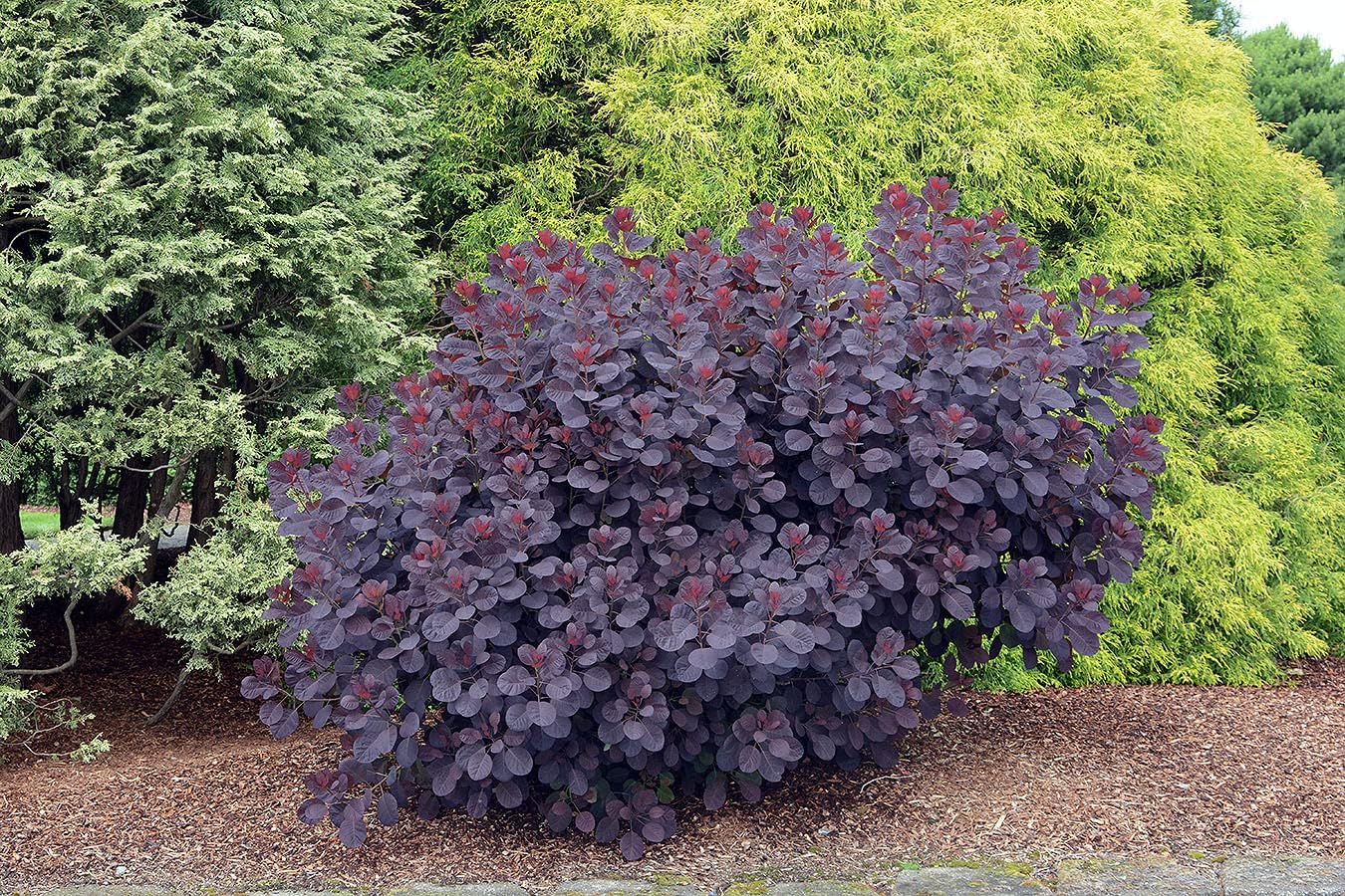 TriStar Plants Royal Purple Smoke Tree, 1 Gallon Trade