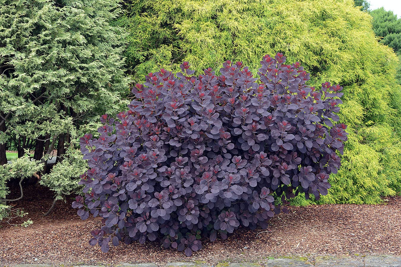 Buy TriStar s Royal Purple Smoke Tree, 1 Gallon Trade Pot, 5'6'ft