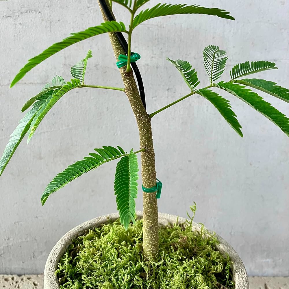 ☆ エバーフレッシュ 沖縄産♪ 163cm 曲がり仕立て♪ CATEGORY エバーフレッシュ | Sunny Branch