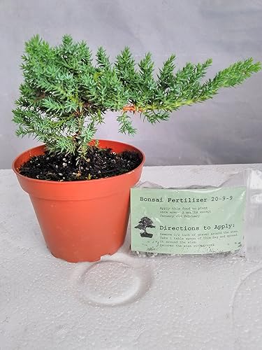 Miniatura 2 de Árbol de inicio de bonsái de enebro japonés - Maceta de 4 pulgadas - Juniperus procumbens 'Nana'+Bonsái Fertilizante de liberación lenta By-jmbamboo