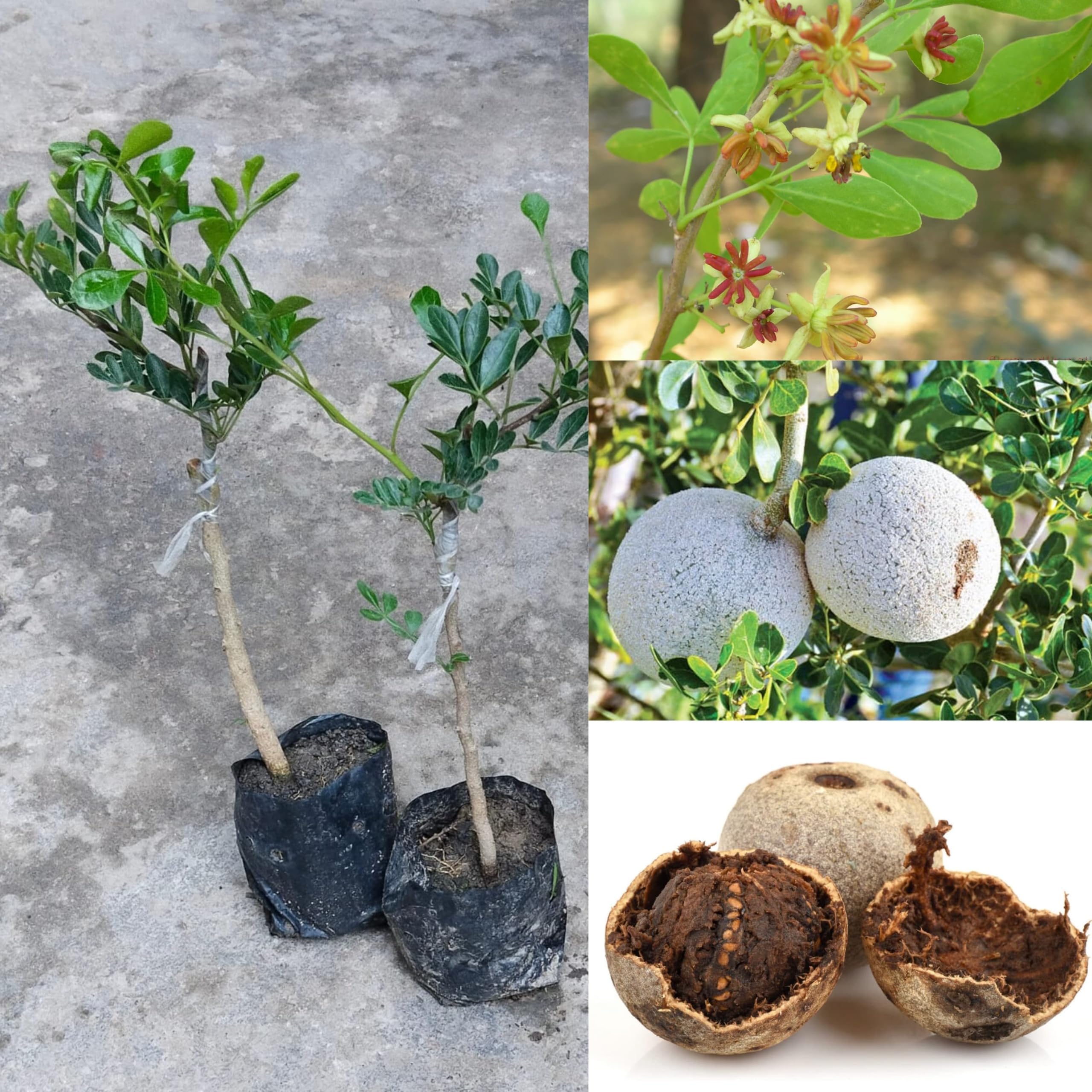 Natura GreenHouse 1 Thai Hybrid Grafted Sweet wood Apple Fruit plant (Plant height 1.5-2 Ft) (B0BTHFDQVV) Amazon Price History, Amazon Price Tracker