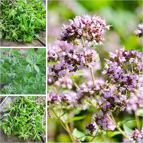 Miniatura 3 de Seed Needs Semillas de hierbas culinarias de mejorana dulce para plantar en interiores y exteriores Origanum majorana paquete individual de 500