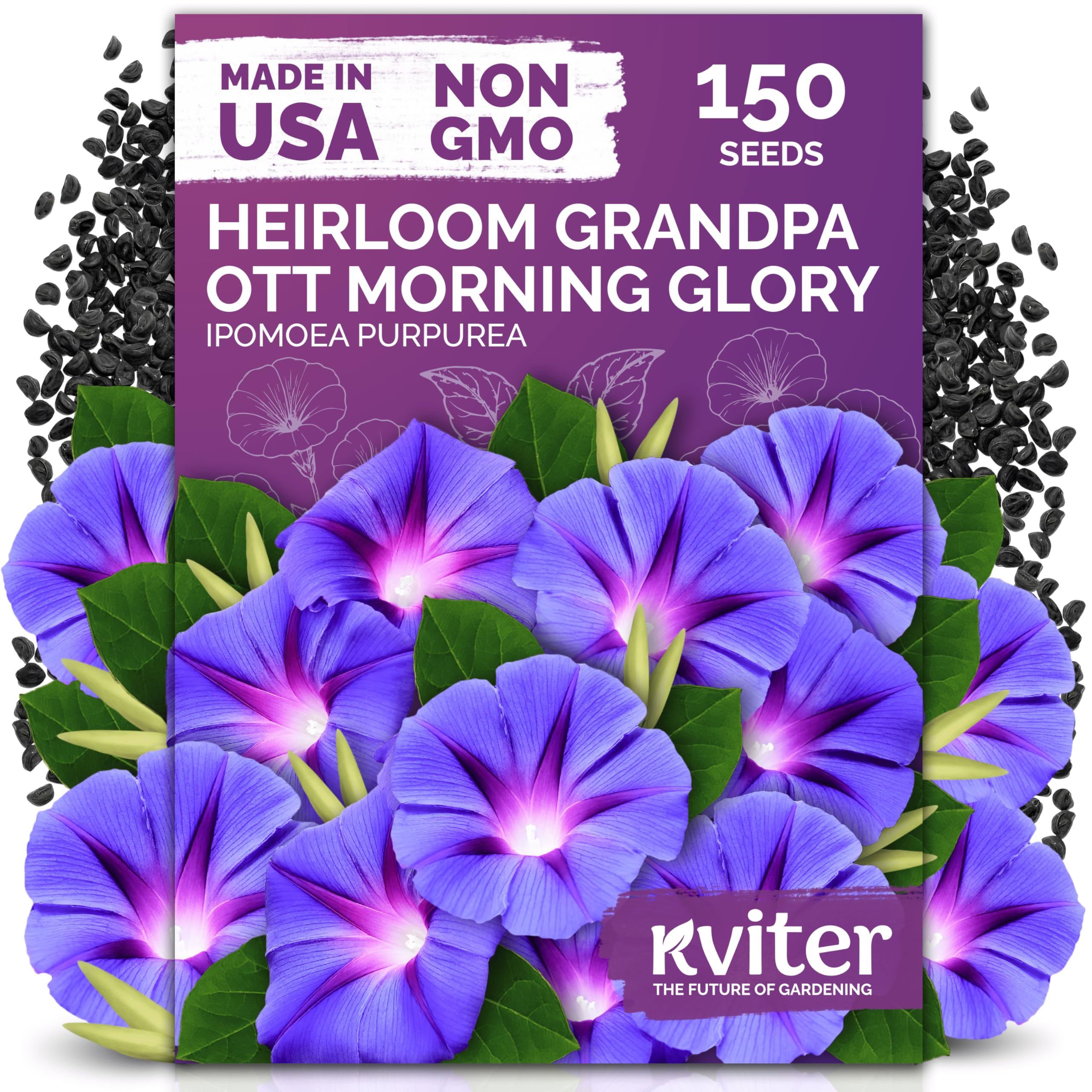 Grandpa Ott Morning Glory