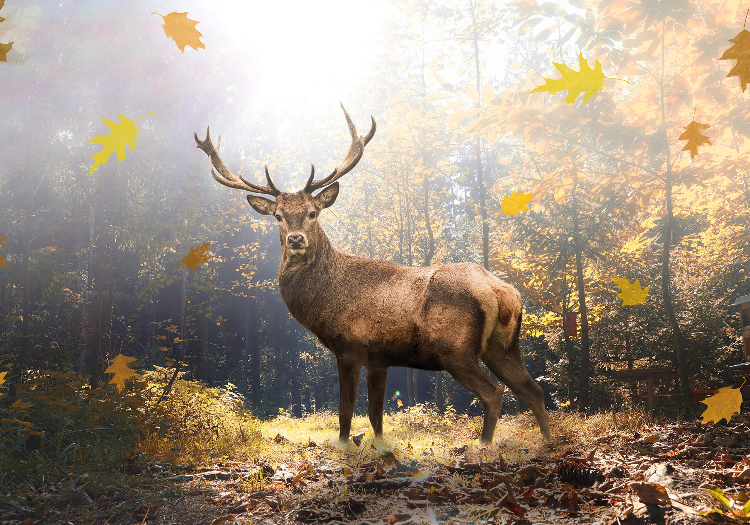 wandmotiv24 Photo murale Cerf dans la forêt d'automne XL 350 x 245 cm