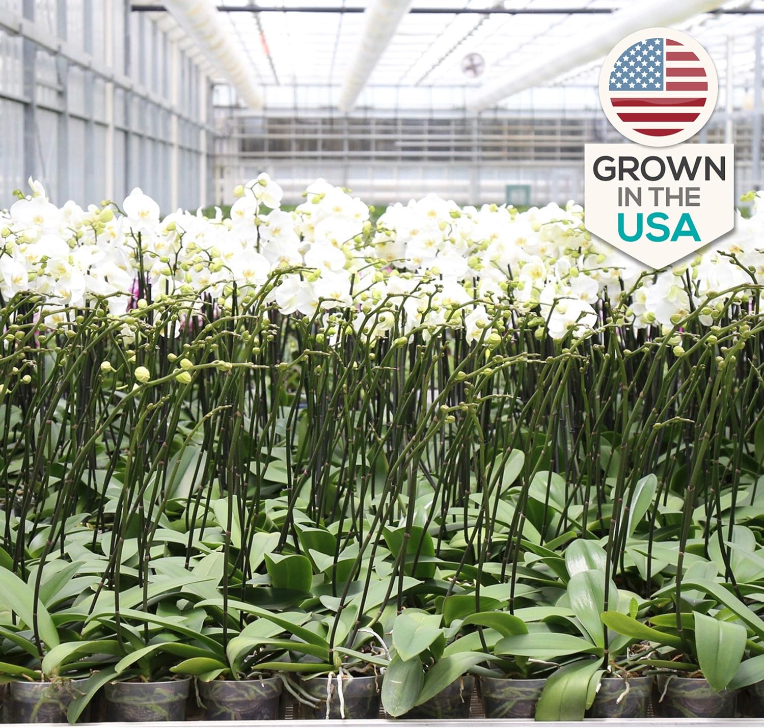 Color Orchids Live Double Stem Phalaenopsis Ceramic Pot, 20" x 24", White Blooms Orchid Plant