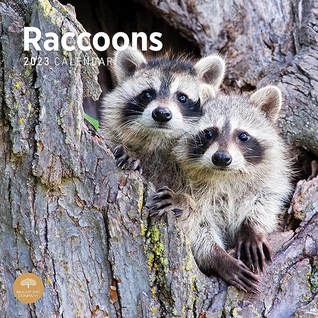 2023 Raccoons Monthly Wall Calendar by Bright Day, 12 x 12 Inch, Cute Trash Panda Wild Animal