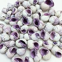 Vista 6 de PEPPERLONELY Conchas marinas de caracol blanco de Natica, 8 oz aprox. 60 caracoles de PC, 3/4 pulgadas ~ 1-1/4 pulgadas