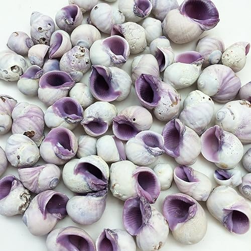 Miniatura 9 de PEPPERLONELY 100 piezas de conchas marinas de Nerite Zig Zag, 12 pulgada  34 pulgadas