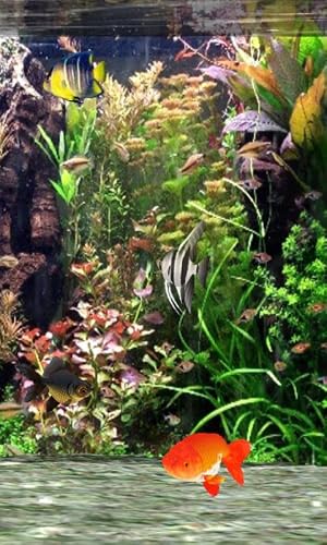 Aquarium 3D Pro Live Wallpaper – vue 4