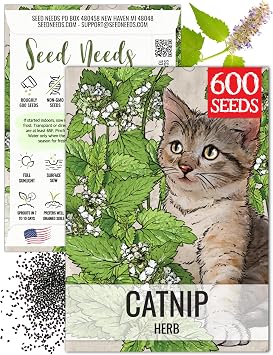 Seed Needs Catnip Seeds to Plant Heirloom Non-GMO Herbs for Cats 1 Pack