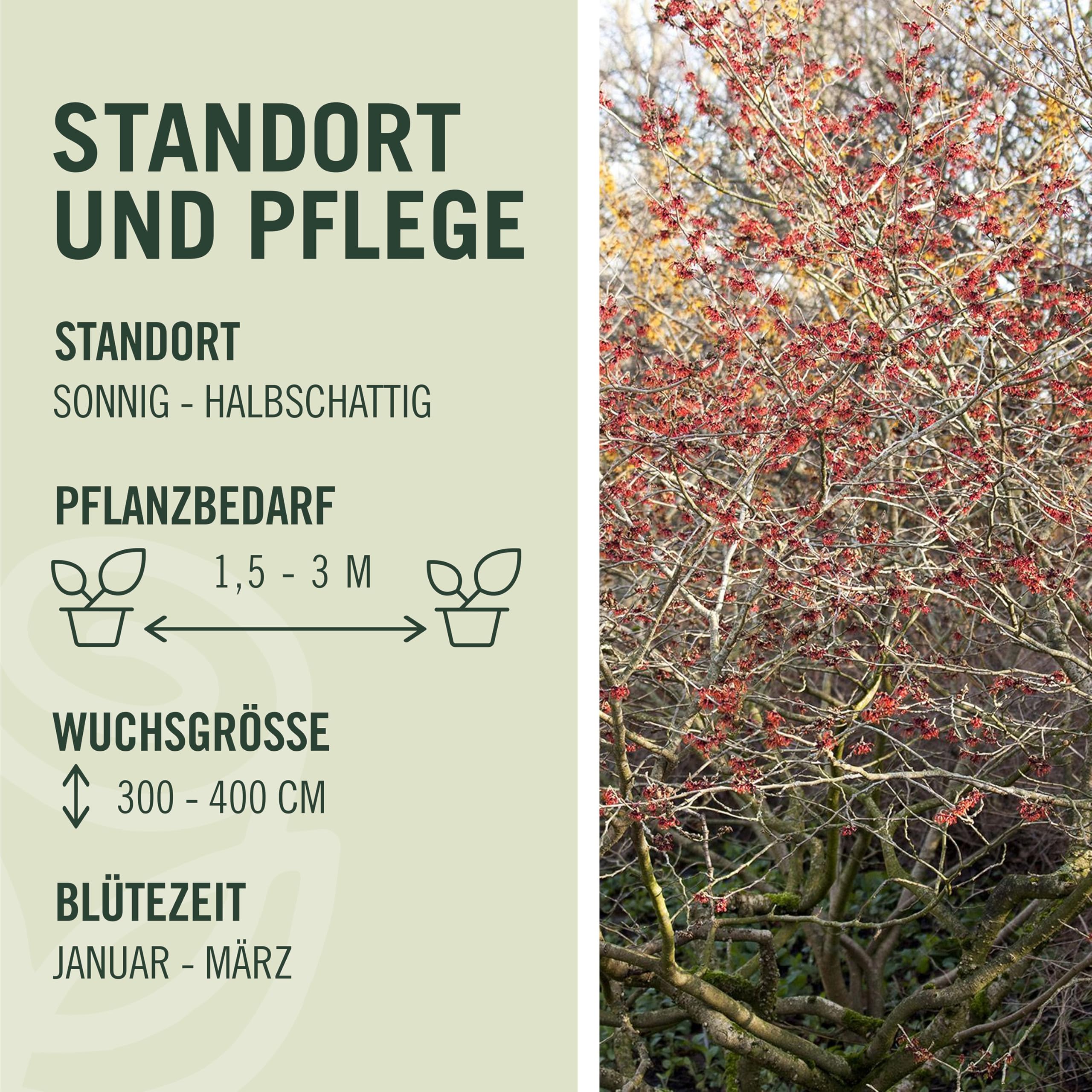 GARTEN SCHLÜTER® Weinrote Zaubernuss Feuerzauber