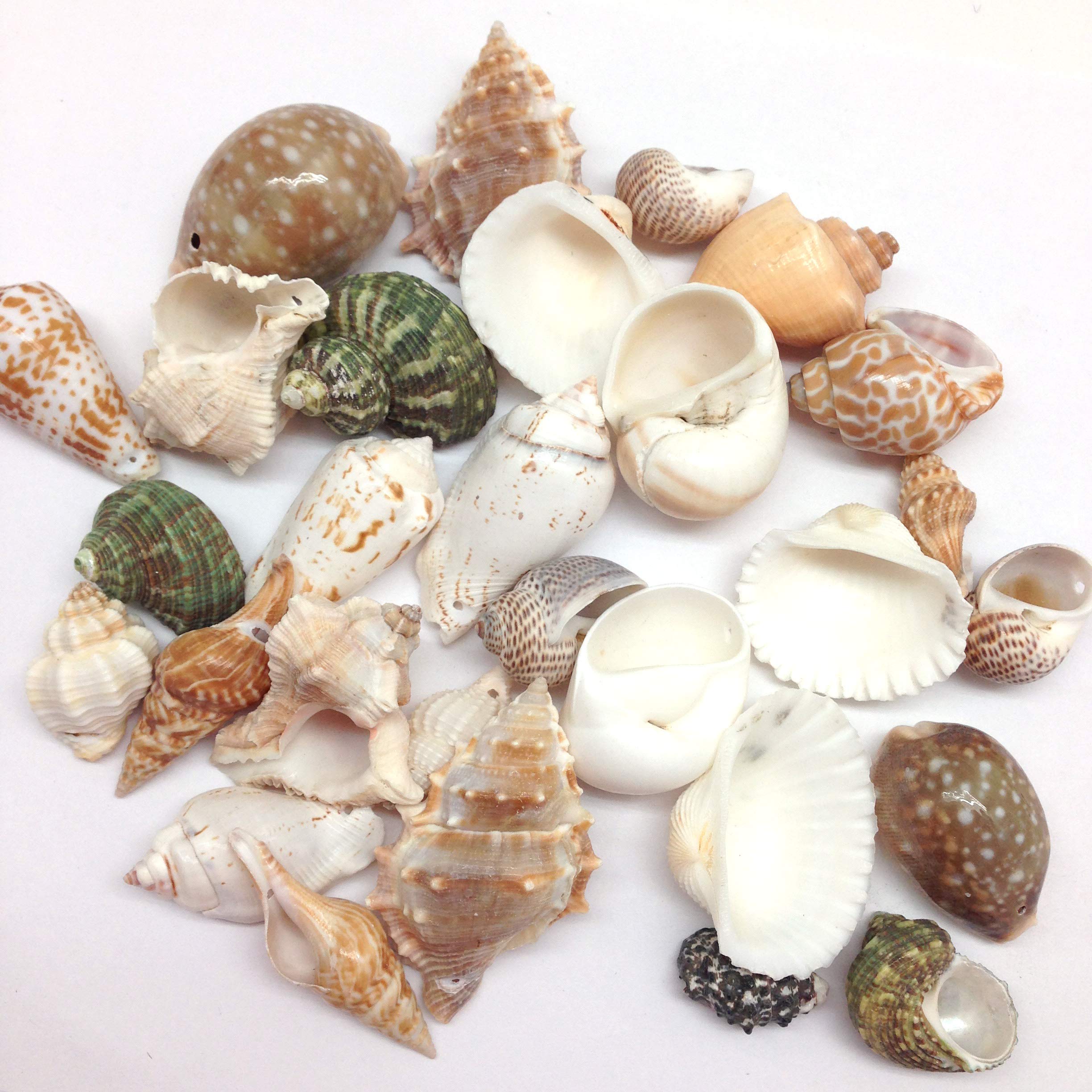 PEPPERLONELY 6 OZ Drilled Sea Shells (#10 Small Mix Shells, 1.5~2 Inch)