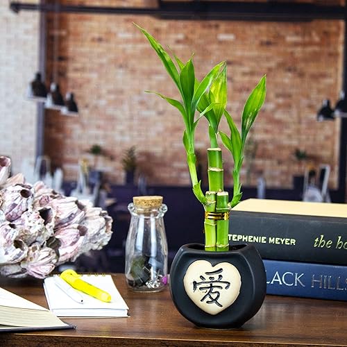 Miniatura 6 de Juego de tres arreglos de bambú de la suerte de 3 tallos  6 pulgadas de bambú de la suerte plantas de interior para decoración del hogar y la