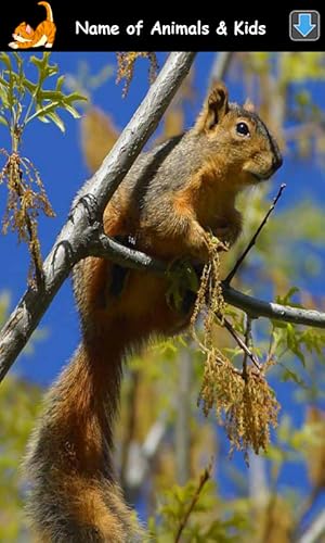 Sons de Animais para Crianças