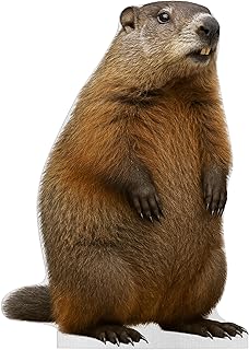 Groundhog Life Size Standee - 2FT Freestanding Coroplast Cutout | Wild Animal Standup Photo Booths, Jungle Party, Birthday & Halloween Decorations