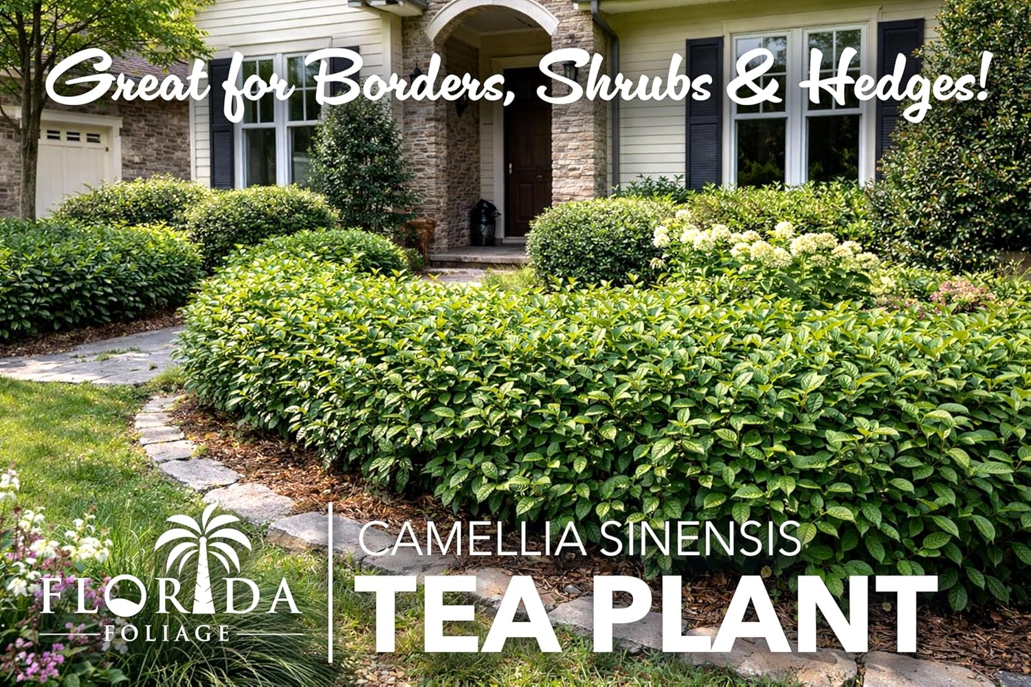 Camellia Sinensis Tea Plant | 1 Large Trade Gallon Size Plant | Hedge Bush, Black, White & Green Tea Leaves, Indoor Outdoor Gardening, Aromatic Evergreen, Full Sun Shrub, Home Brewing
