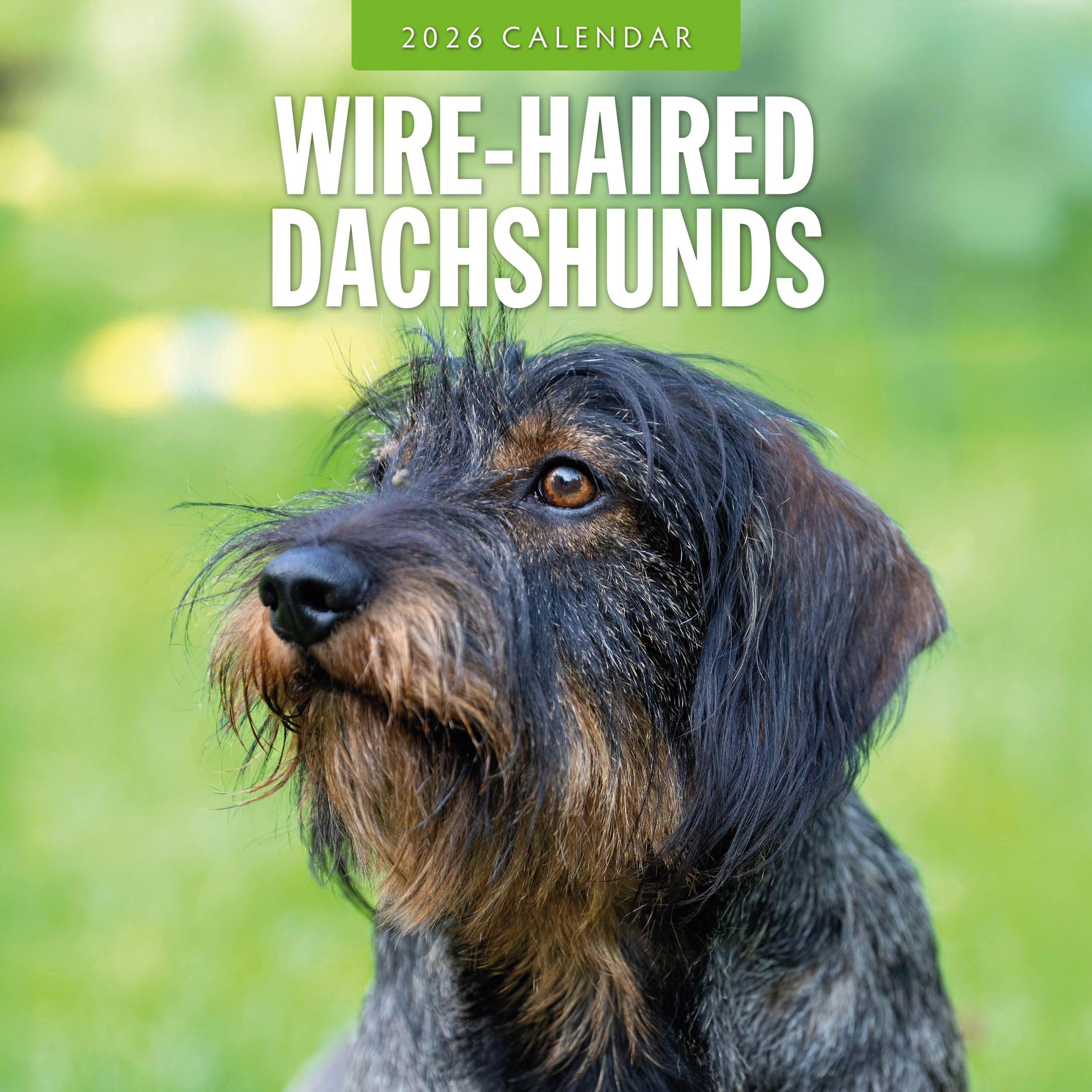 Wire-haired Dachshunds - 2026 Square Wall Calendar - by Red Robin Publishing