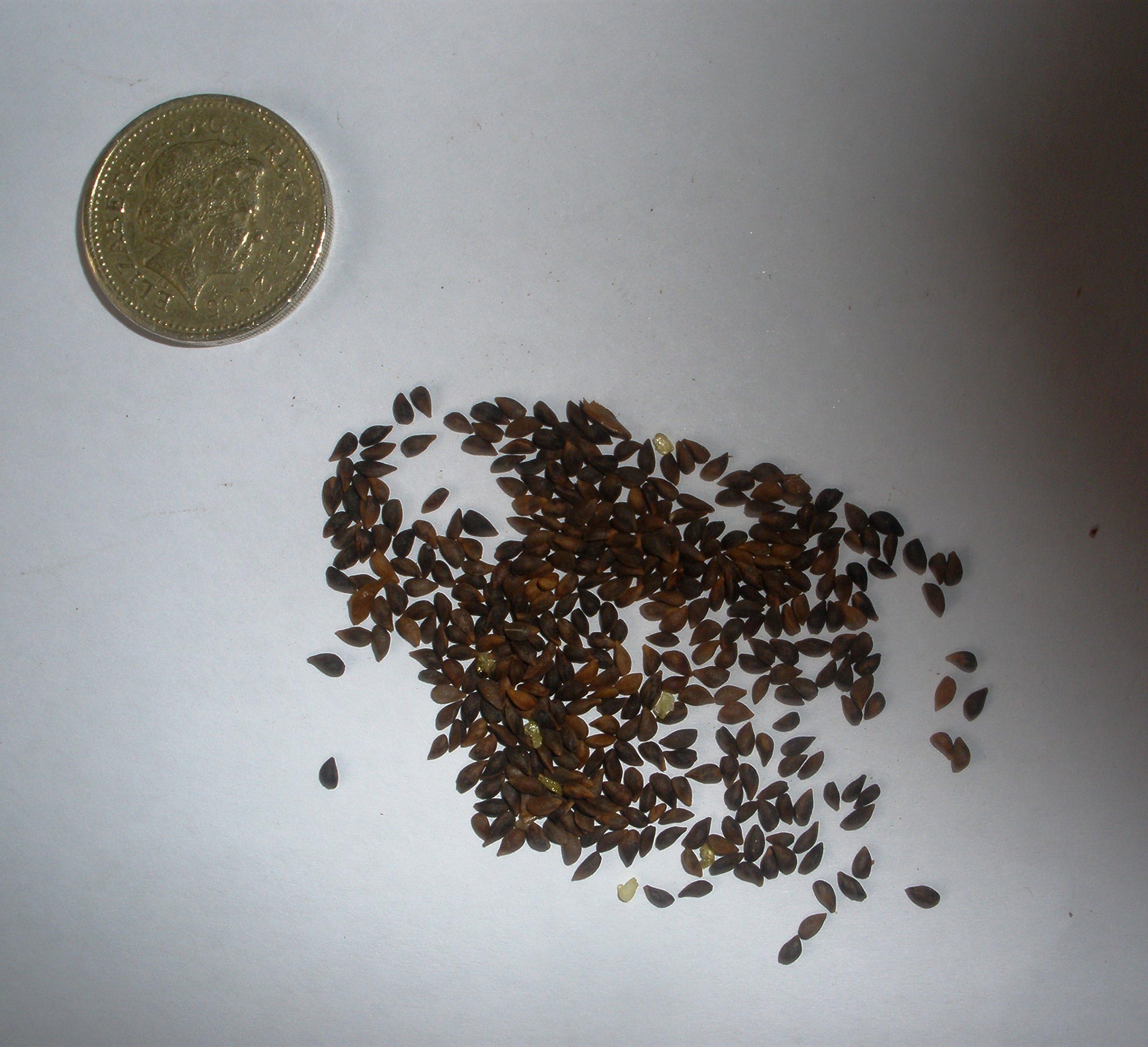 Sitka Spruce, Picea sitchensis, Evergreen, 100 Seeds