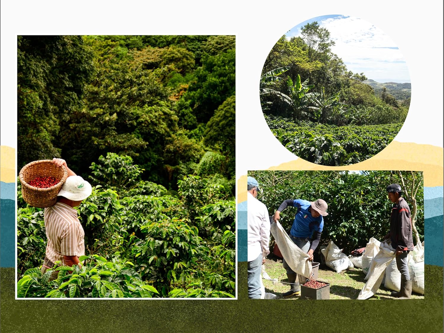 Cafe Monteverde - Light Roast Coffee Bundle - Costa Rican Single Origin 100% Arabica Coffee - Whole Bean (3-pack)
