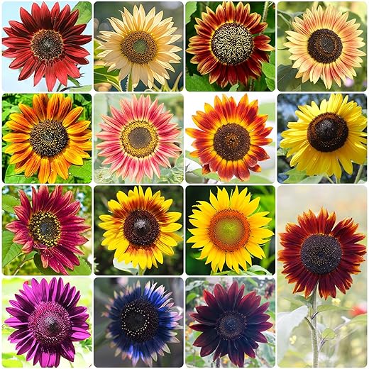 Sunflower Seeds for Planting, 15+ Varieties, 1 Oz, 300+ Mixed Seeds to Plant Colored Sunflower for Outdoors, Garden, Attracts Pollinators