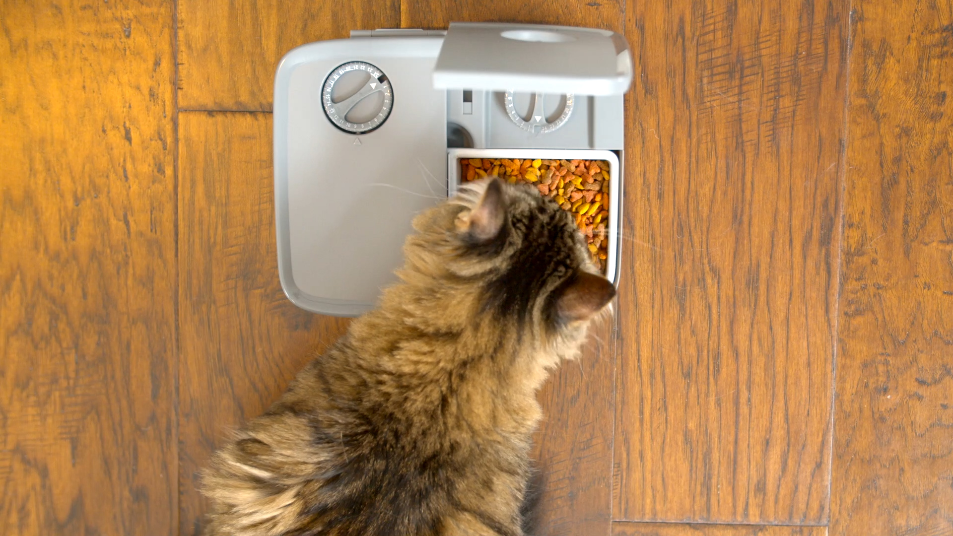 PetSafe Analog 2 Meal Programmable Pet Feeder, Automatic Dog and Cat Feeder Dry or SemiMoist