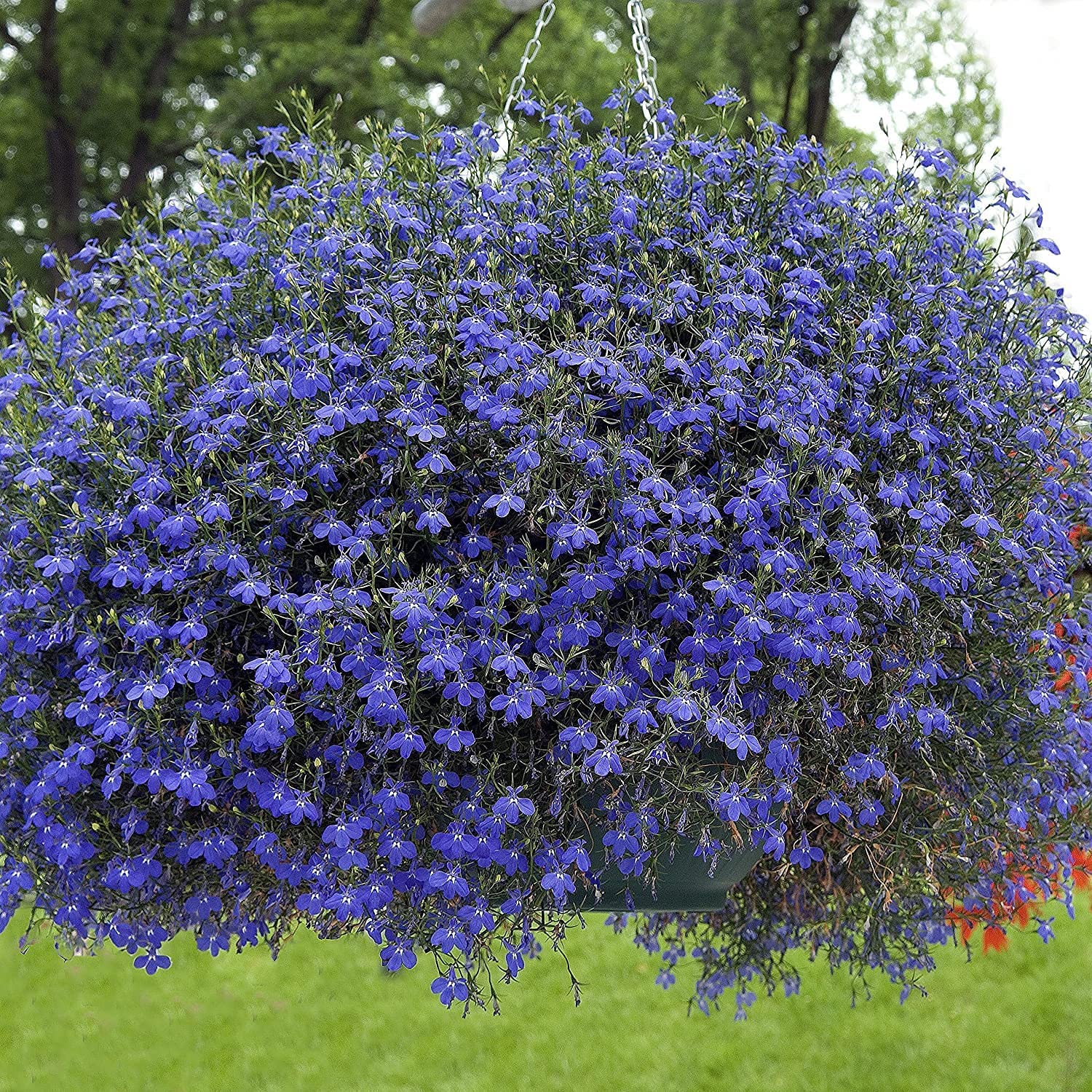 SRI SAI FORESTRY - Blue Carpet Lobelia Flower Seeds For Home Garden - Pack of 100 (B0BJW5YF5W) Amazon Price History, Amazon Price Tracker