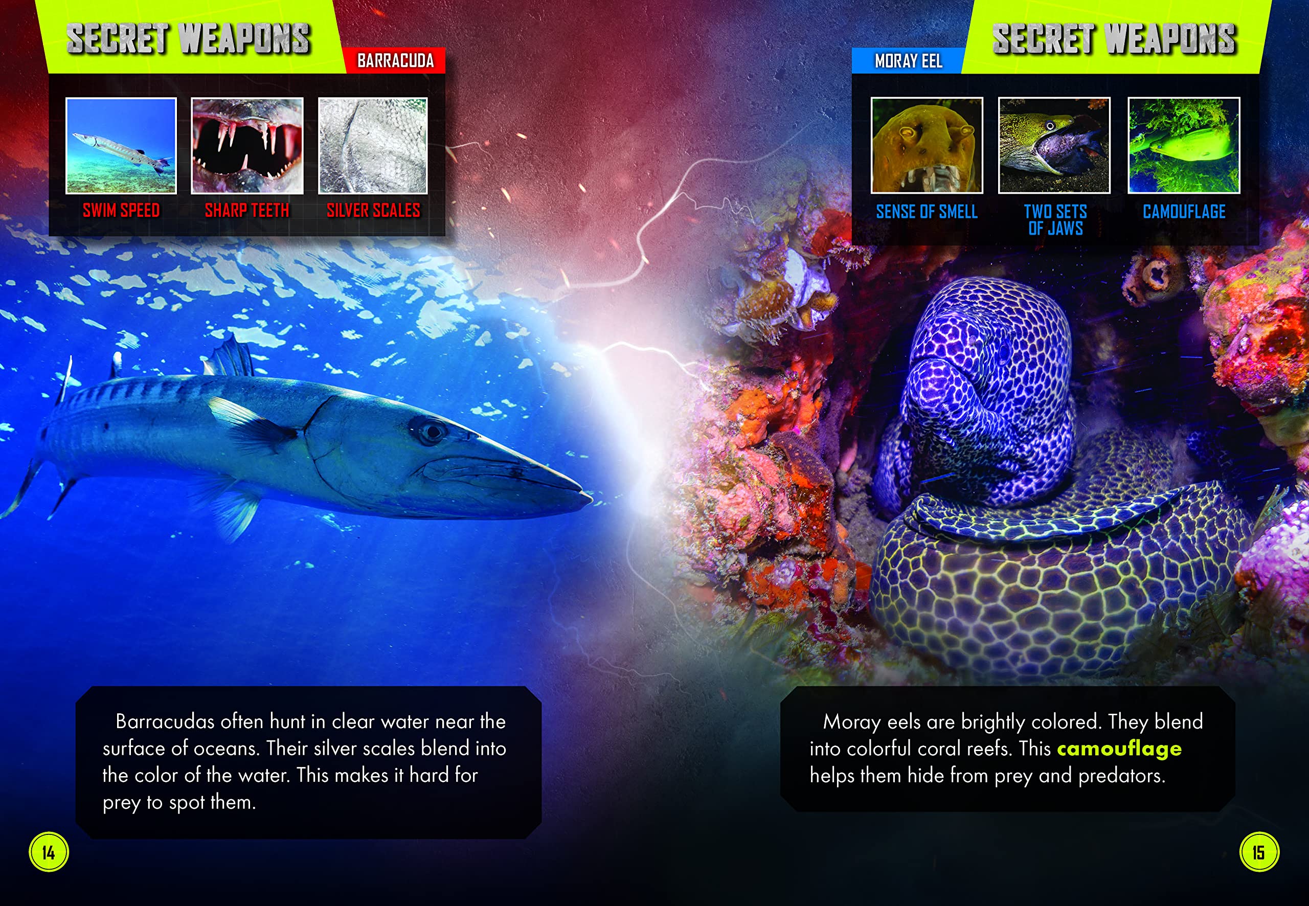 Barracuda Vs. Moray Eel