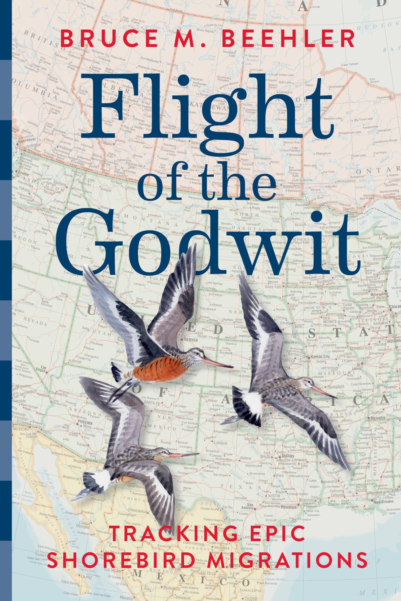 Flight of the Godwit: Tracking Epic Shorebird Migrations