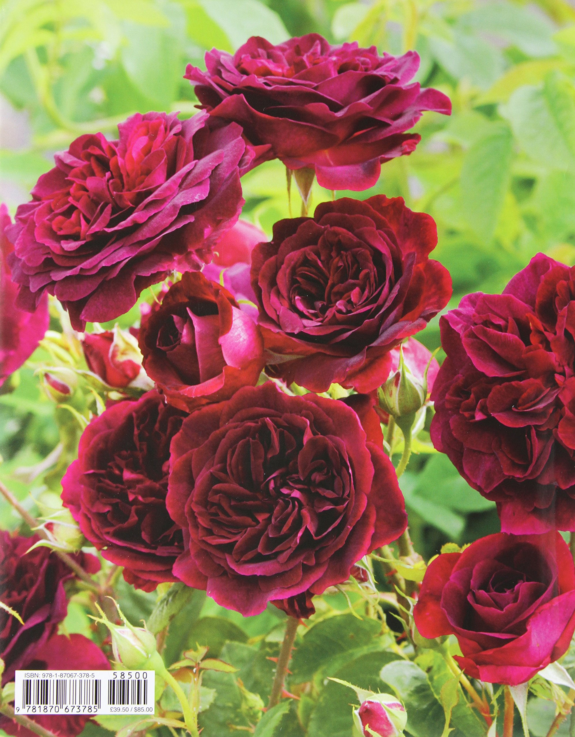 The Rose