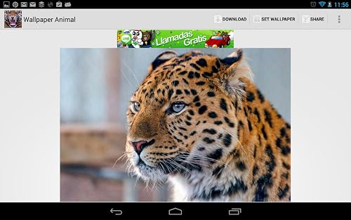 Wallpaper Animaux – vue 4