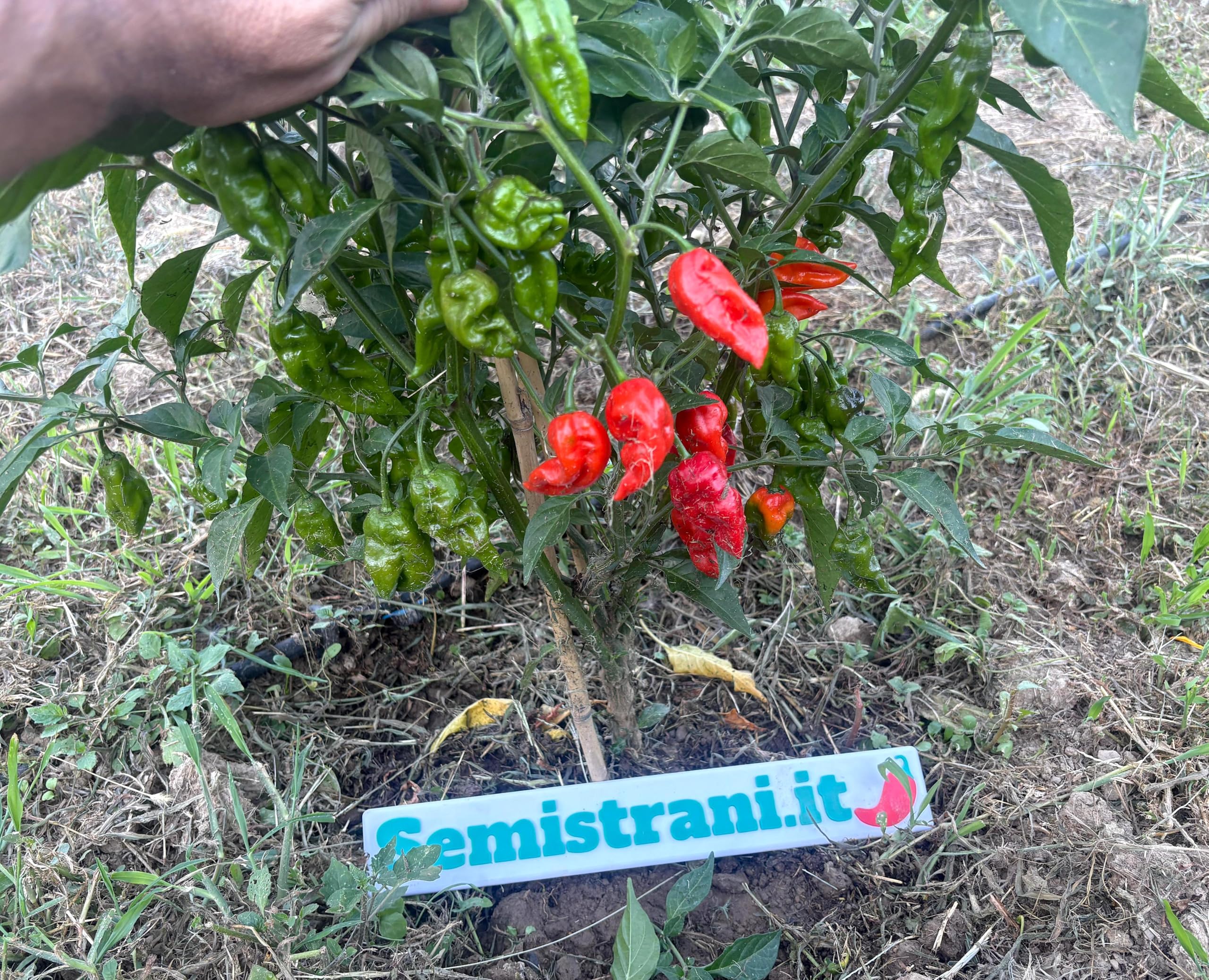 120 Semillas de los 12 Chiles Más Fuertes del Mundo, Colección SUPER HOT + Guía: CAROLINA REAPER, JAY GHOST, APOCALYPSE, NAGA MORICH, BHUT JOLOKIA, HABANERO, PIMENTA, CALABRESE, ROXA, CAYENNA.