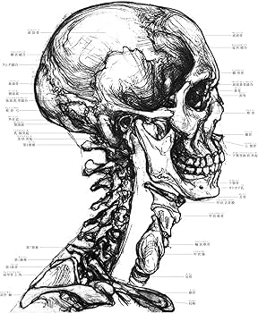芸術家のための人体解剖図鑑 | サラ・シンブレット, ジョン