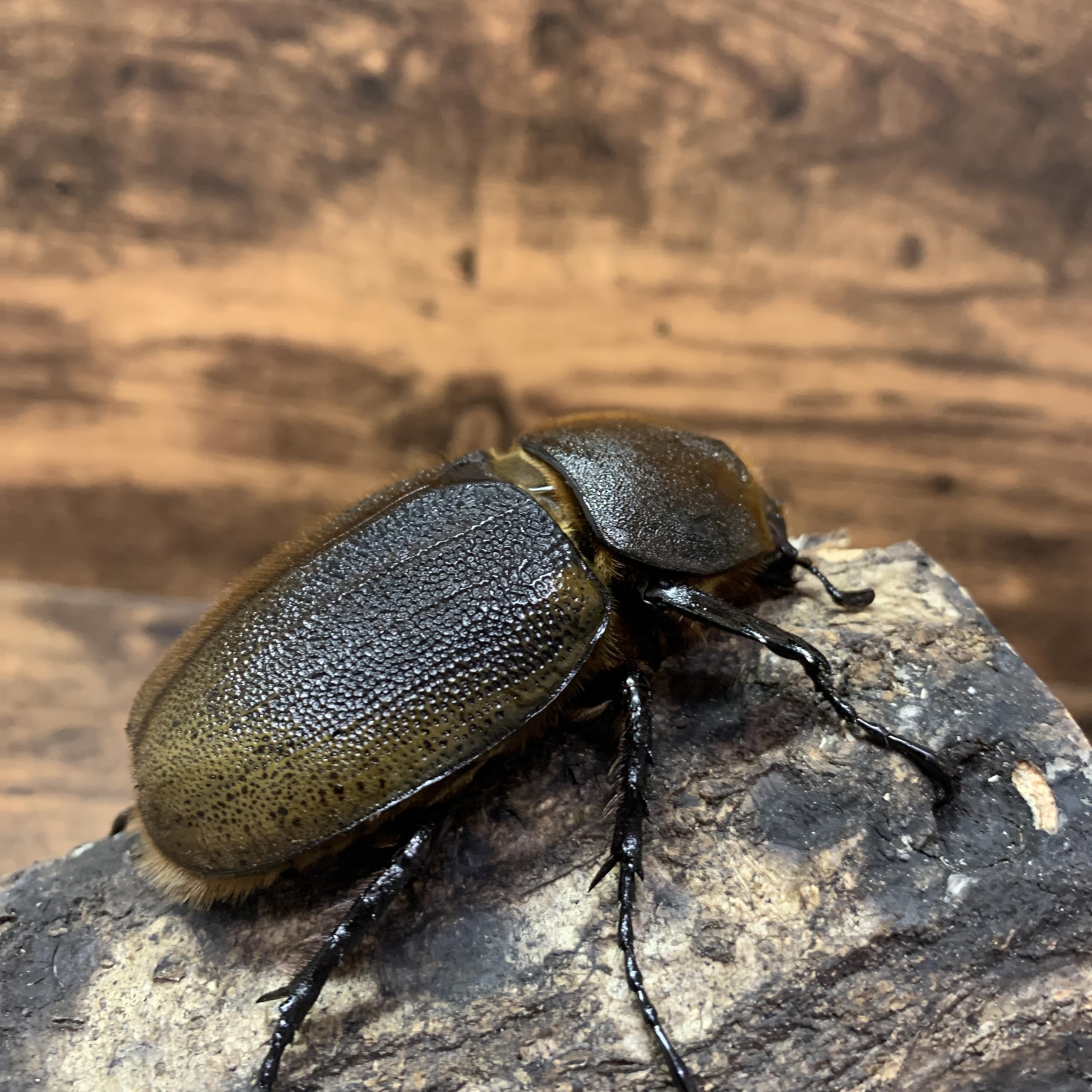 売切)ヘラクレスオオカブト ♂163mm !! 美形極太個体 別血統♀セット