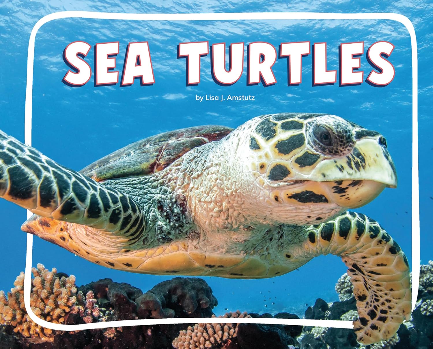 Sea Turtles (Ocean Animals)      Kindle Edition
