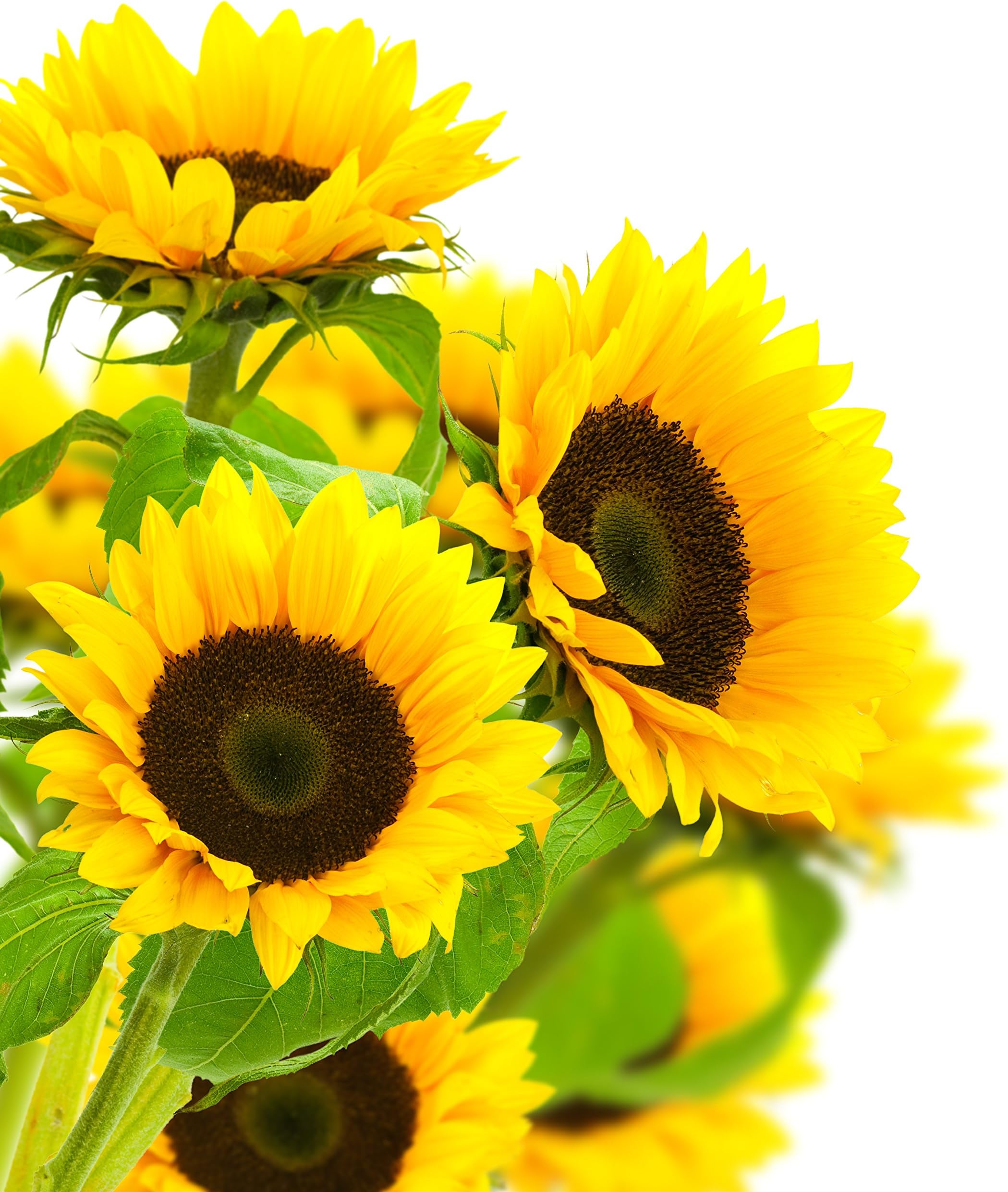 Blooms2DoorPRIME NEXT DAY DELIVERY - 50 Yellow Sunflowers | Direct Fresh Flowers For Delivery Prime | Gift for Birthday, Sympathy, Anniversary, Get Well, Thank You, Valentine, Mother’s Day Flowers