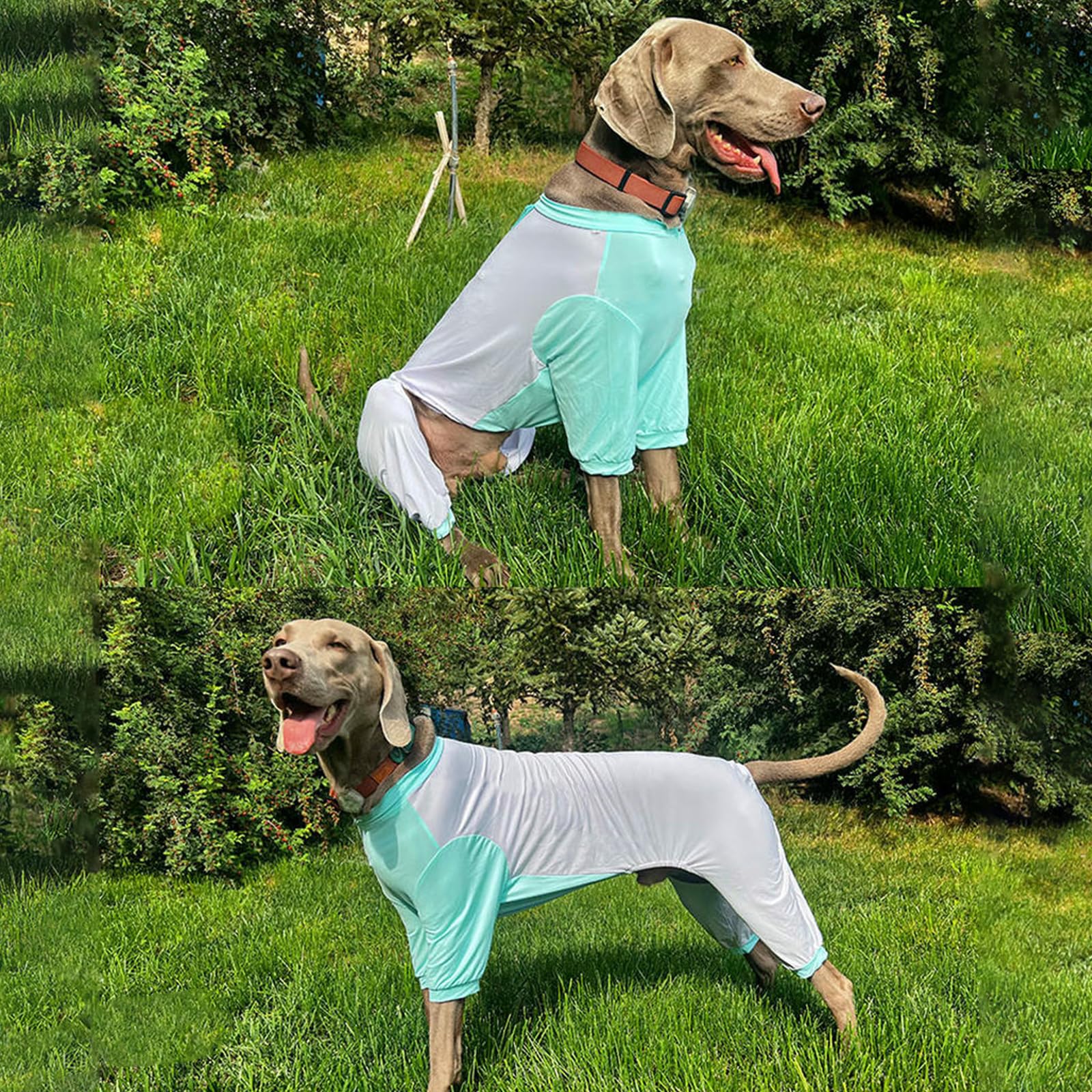 Camisas para Perros Greyhound para Perros Medianos Y Grandes, Protección Solar De Verano, Camiseta Fresca UV, Ligera, Transpirable, De Secado Rápido, Ropa De Refrigeración para Perros