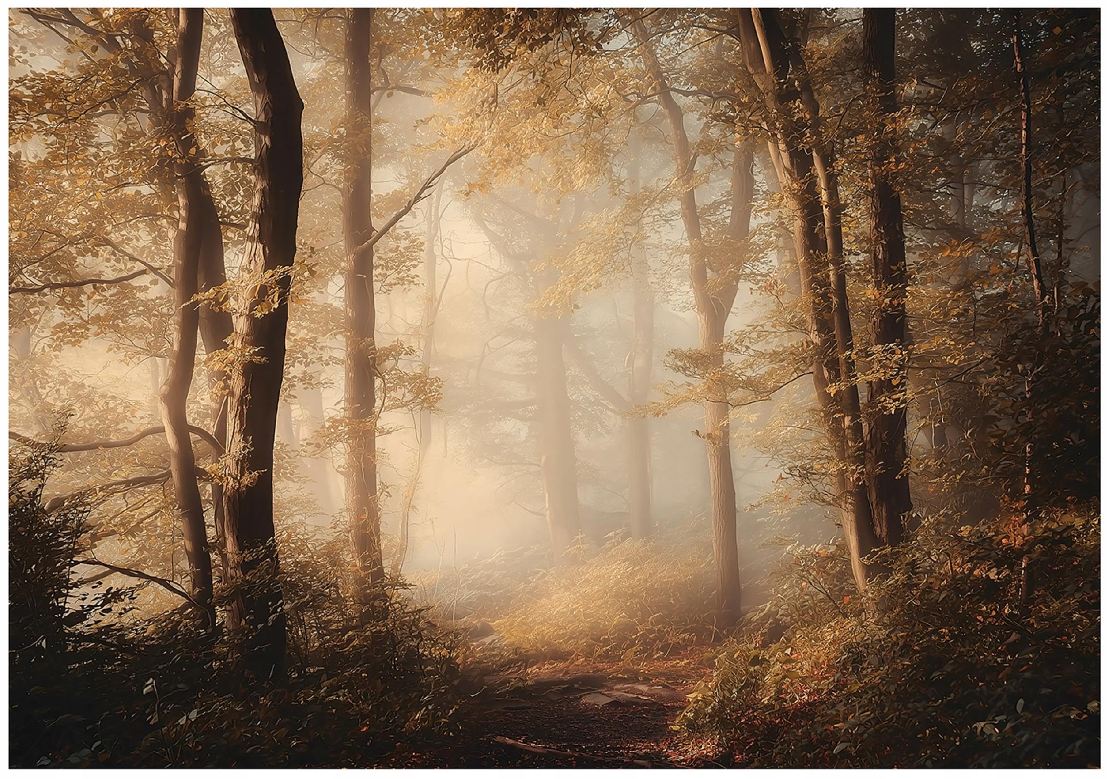 WallArena Vlies Fototapete, Wald, 400x280cm | Fototapeten - Tapeten - für Wohnzimmer Schlafzimmer - Vliestapete Wandtapete Tapete 3D Effekt- inkl. Kleister