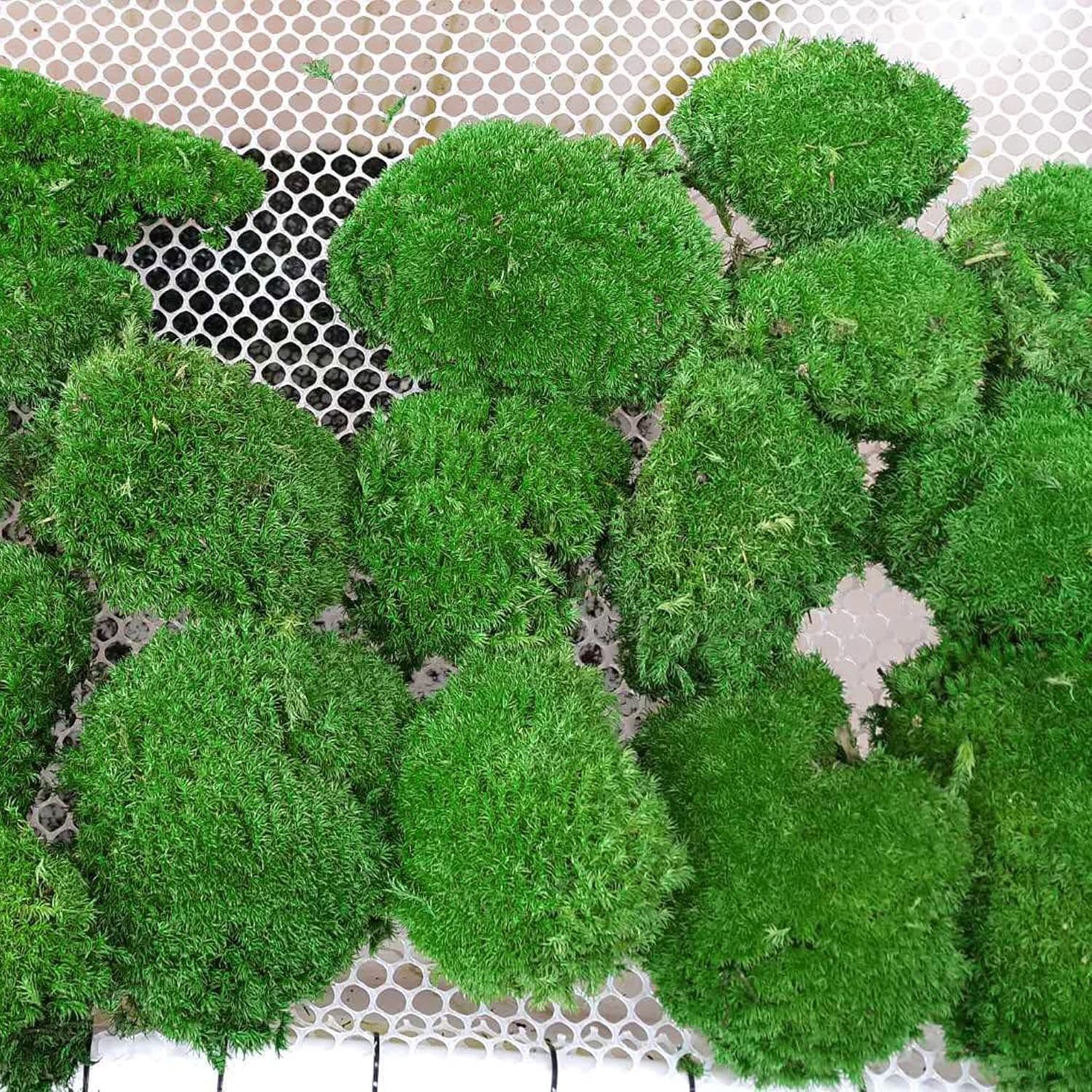 Preserved Pole Moss Pillow Bun Cushion Natural Green Decorative Real Natural DIY Kit Gardenning Art Wall Decor Florist Easter Table Decor Wedding(1.5 sq.ft, Green-C)