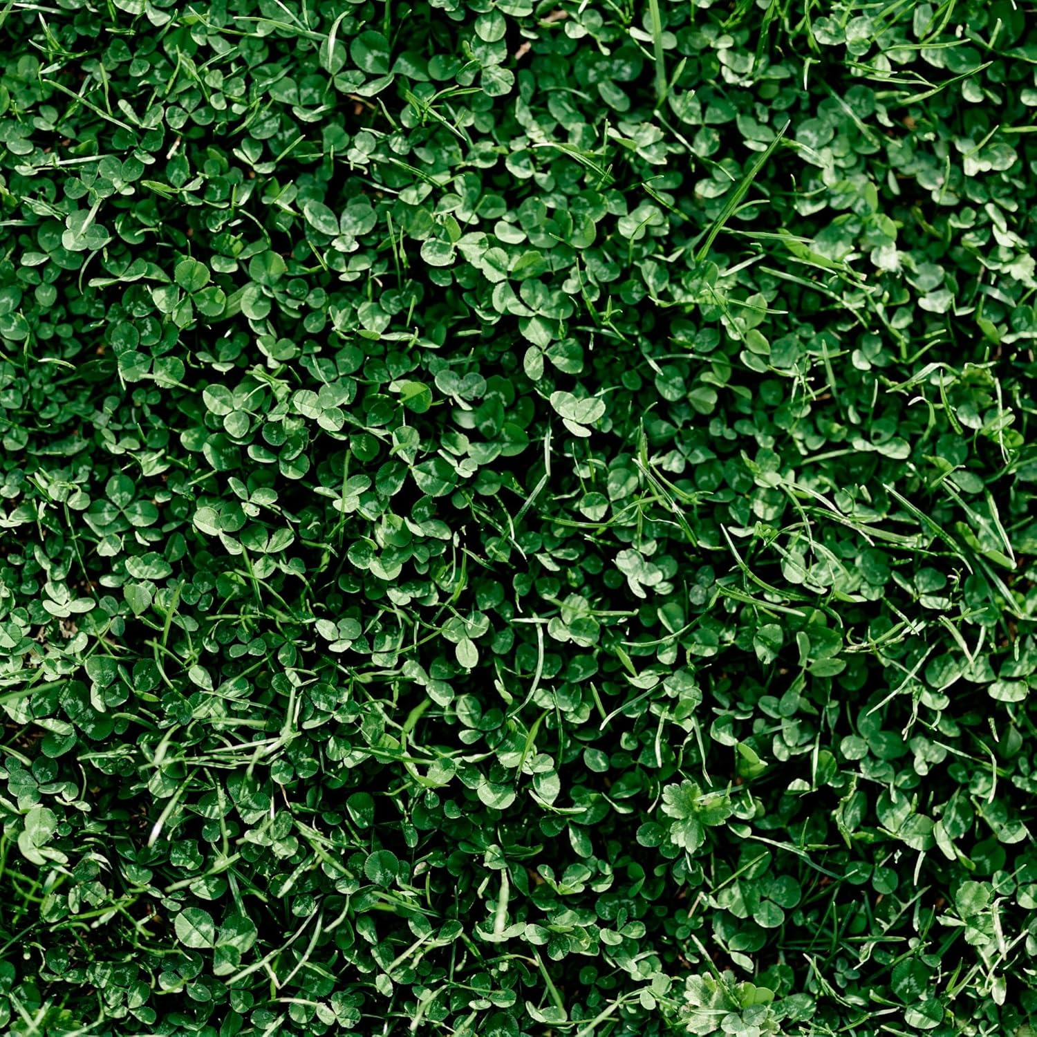 Miniature Clover Seeds - 5 Lb ~2M Seeds - Small Leaf White Clover - Low Growing Nitrogen Fixing Lawn Clover & Cover Crop - Non-GMO, Perennial