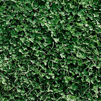 Mountain Valley Seed Co Miniature Clover Seed 1 lb, 400,000 Seeds Non-GMO