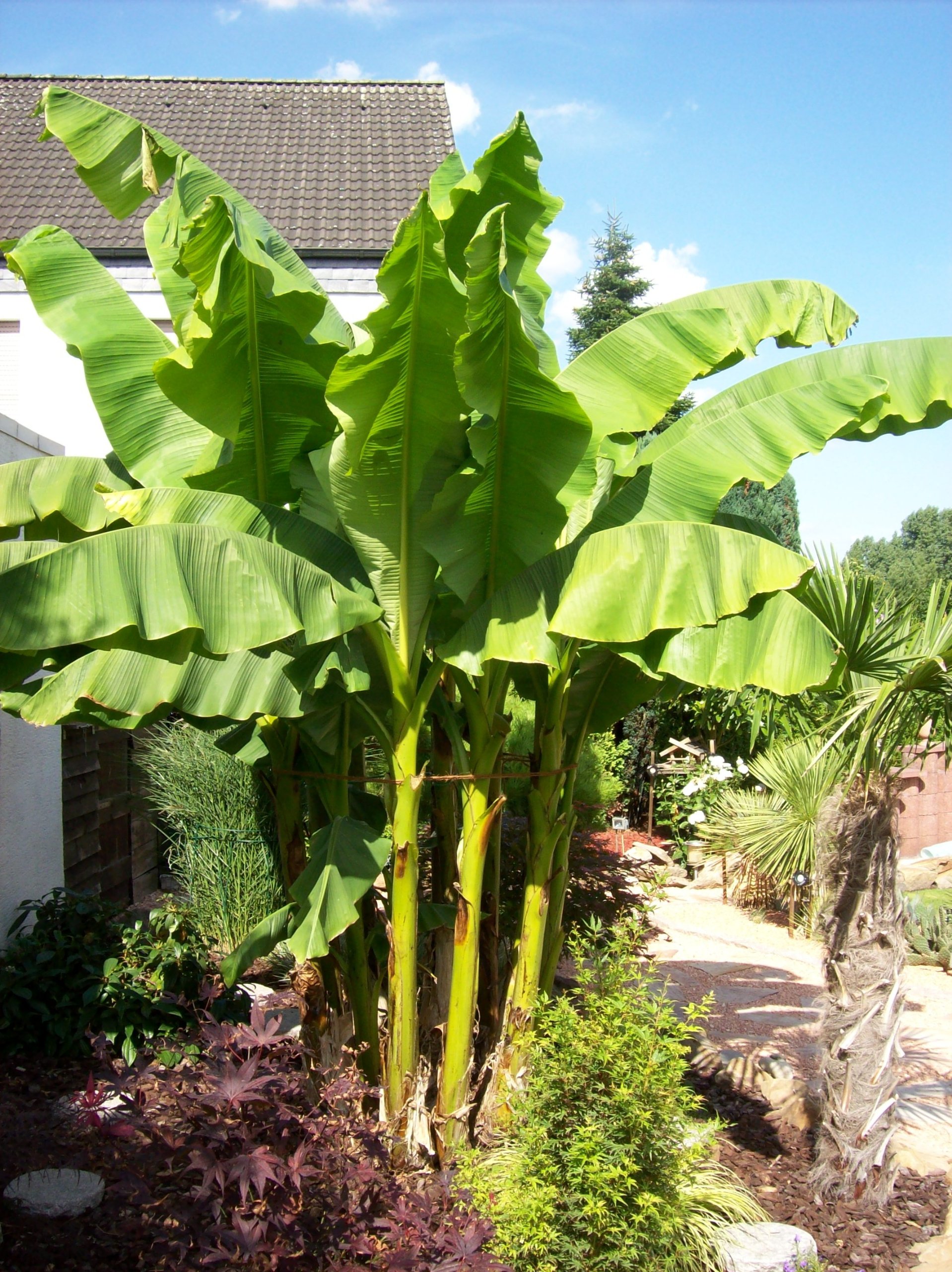 Fertilizzante mediterraneo universale per prati, professionale, contro talpe, arvicole, 10 kg, per giardino a lunga durata con trattamento anti-talpe, fertilizzante per palme e piante mediterranee